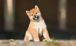 柴犬の子犬