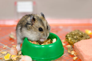 餌を食べるジャンガリアンハムスター