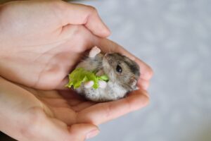 手の上でご飯を食べるジャンガリアンハムスター