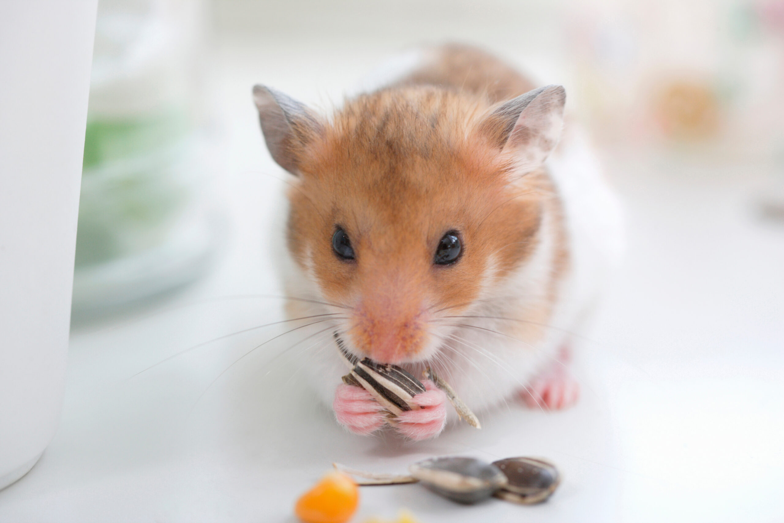 ひまわりの種を食べるゴールデンハムスター