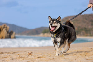 海辺を散歩する柴犬