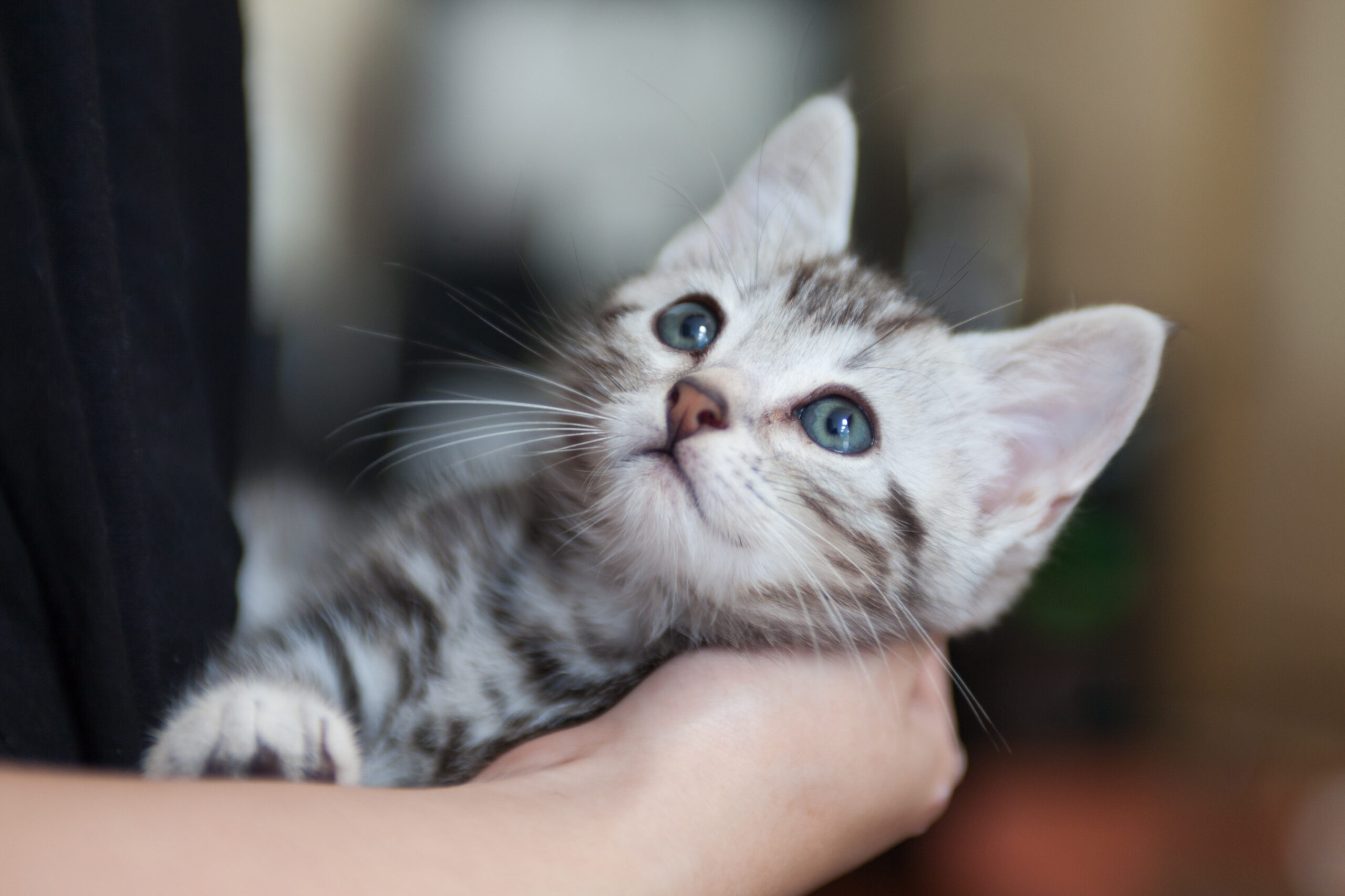 アメリカンショートヘアの仔猫